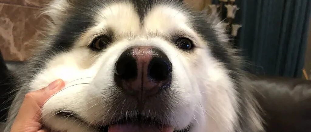 全网最可爱的撕家小公主走了...无数网友悼念：谢谢你治愈过我。