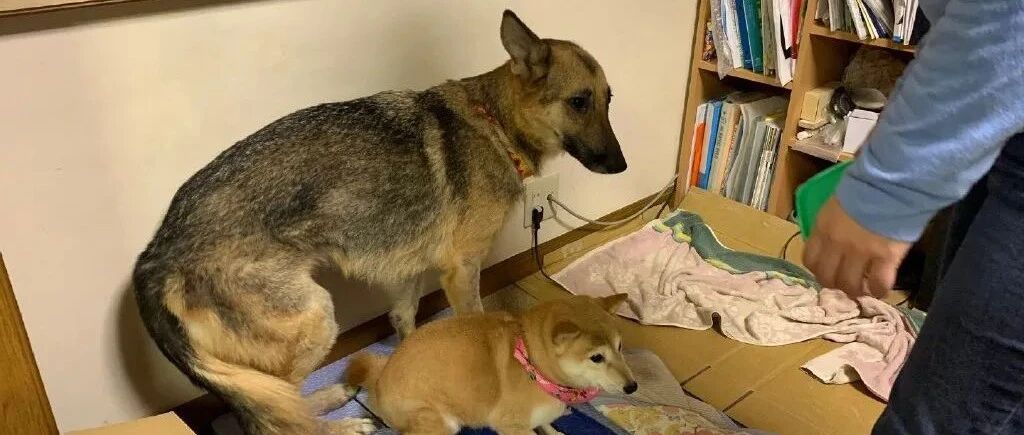 如何从三只狗中找出“肇事汪”...哈哈哈哈哈哈真的一眼就能看出来！