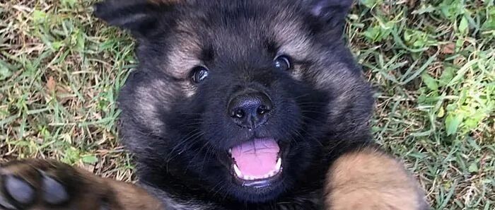 40张图告诉你，为什么大家都爱黑脸小德牧！