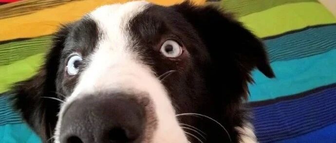 打排球竟然输给了一只狗，看清品种后网友：它要读博士我都不会意外！