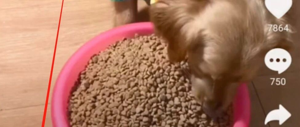 让狗狗当大胃王...这是爱狗还是虐狗？