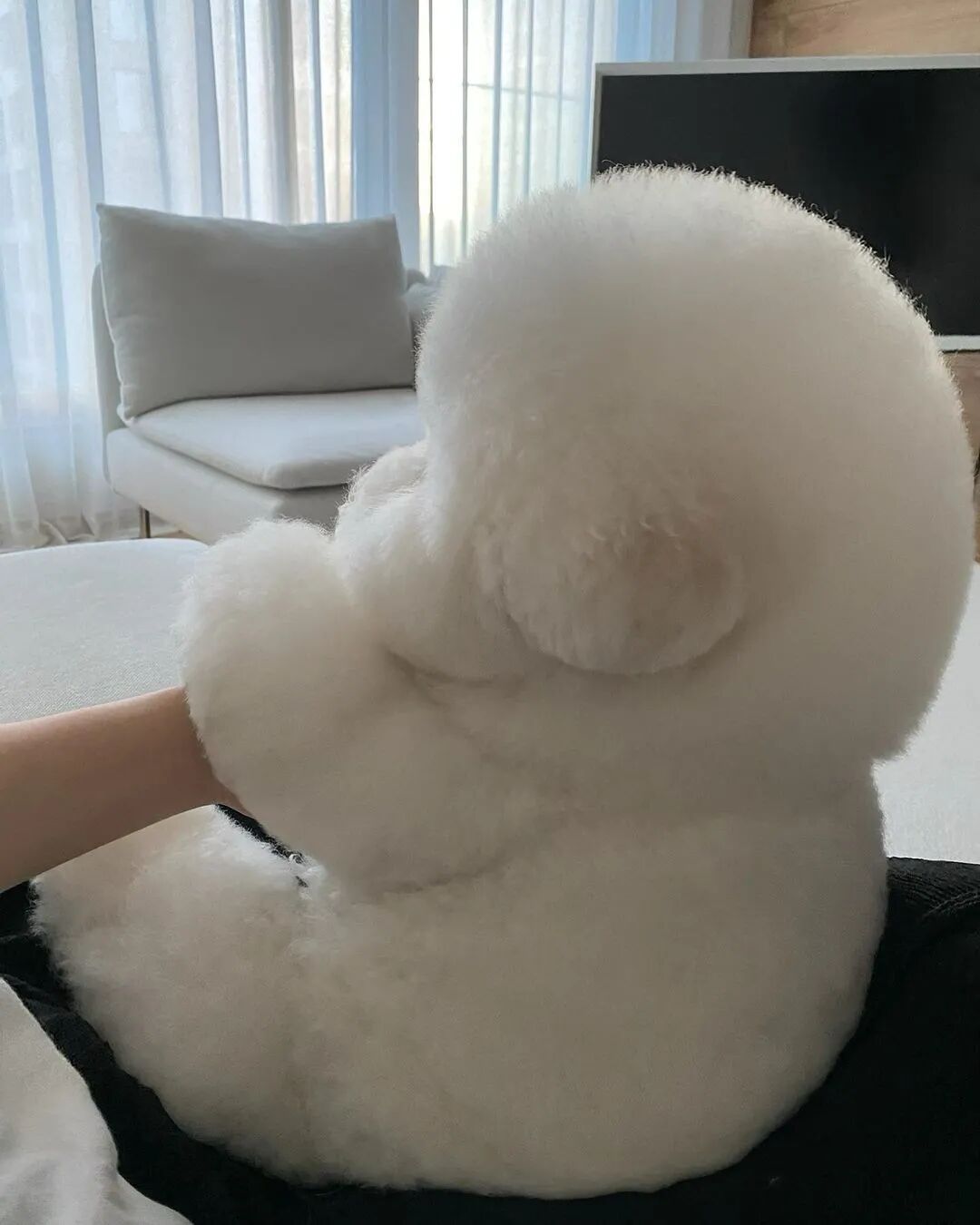 比熊的侧脸有多绝?蜡笔小新同款脸蛋!