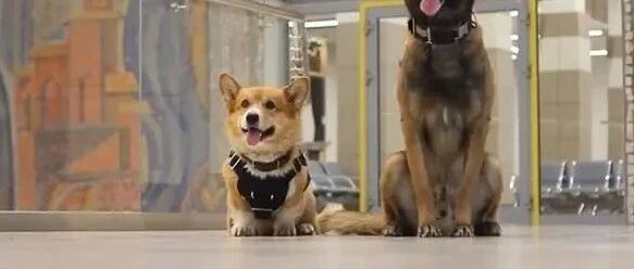 俄罗斯唯一一只柯基警犬退休，惊动网友：原来柯基当警犬不是段子啊！