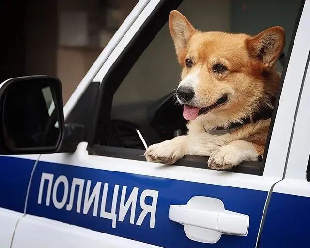 俄羅斯唯一一隻柯基警犬退休，驚動網友：原來柯基當警犬不是段子啊！ 寵物 第8張