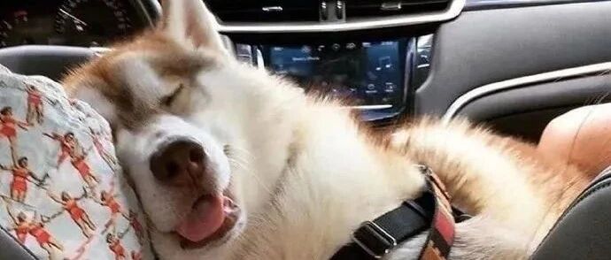 “救命，二百斤重的大狗狗，就不要随便撒娇了啊！”