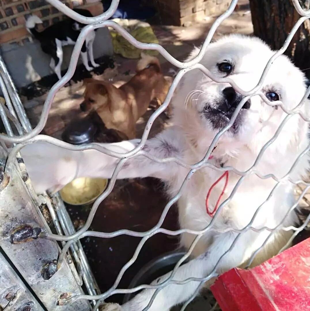 急，救助站流浪狗挤满，数百只流浪狗急需大家援助～