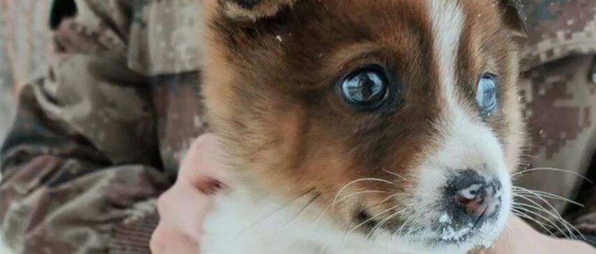 边防战士巡逻时捡到了一只小奶狗......而接下来的故事也太可爱了吧！