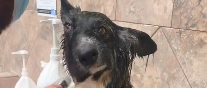 狗狗长相奇特吓到网友，可多看了几眼后：莫名有亿点可爱！