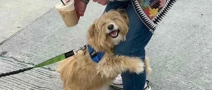 “遇到一个陌生的狗子，居然当街勾引我对象！”