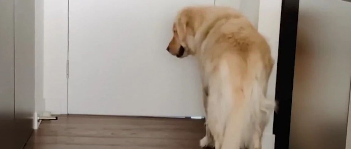 大金毛患有分离焦虑症，铲屎官就“送”给了它一只小猫...结局很治愈！