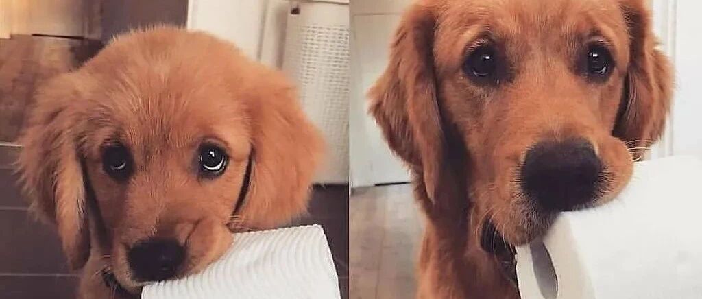 我家狗子的这个习惯，从小到大都没有改变过……