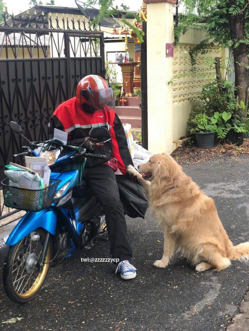 紐芬蘭金毛和阿拉組了個路霸小團夥，只要有人路過就立馬... 寵物 第12張