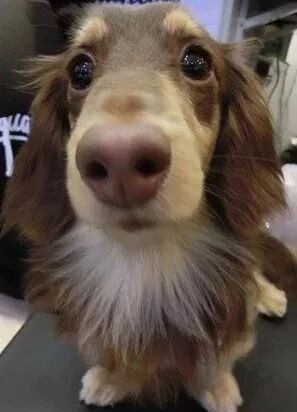 監控中看到狗砸給自己布了個陷阱，鏟屎官不敢回家了... 寵物 第6張