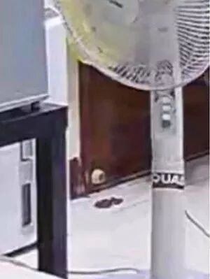 監控中看到狗砸給自己布了個陷阱，鏟屎官不敢回家了... 寵物 第4張