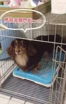 監控中看到狗砸給自己布了個陷阱，鏟屎官不敢回家了... 寵物 第5張