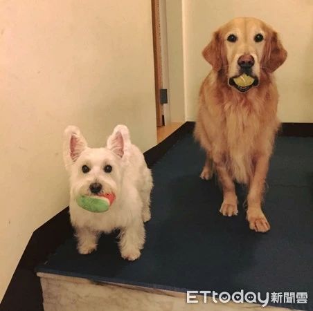 给西高地买了个小床，大金毛疯狂吃醋