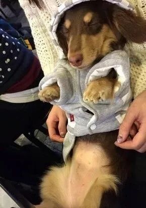 監控中看到狗砸給自己布了個陷阱，鏟屎官不敢回家了... 寵物 第7張