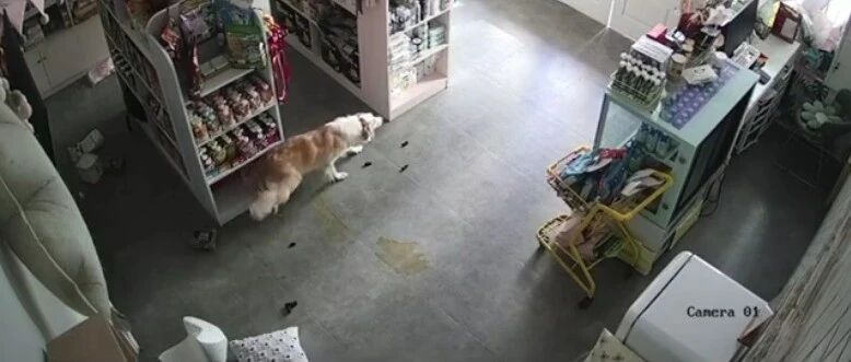 千万别送边牧去寄养...店员都惊呆了：果然边牧是边牧，狗是狗！