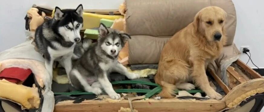 原来养狗，最废的是沙发？