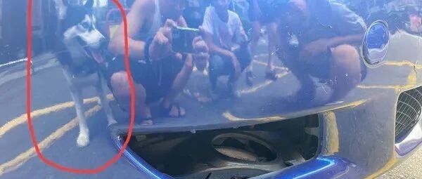 车祸现场有只二哈在凑热闹，看了监控发现，它竟然就是肇事者！