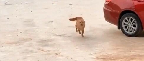 一个暖哭了百万网友的视频：“如果是见你，我一定是用跑的…”