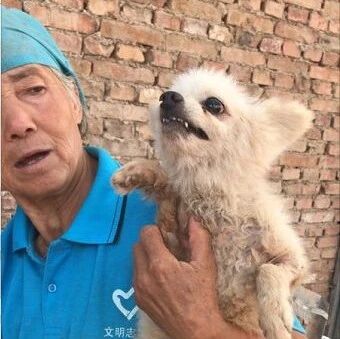 救过数千只狗的7旬老人，如今抱狗求人模样让人泪目...