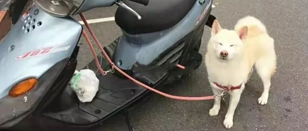 有“洁癖”的狗子，差点逼疯铲屎官...