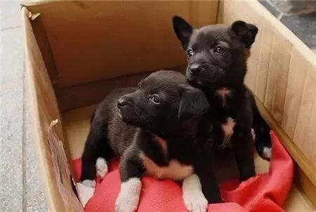 四脚踏雪的狗狗不吉利 宠物 多维客