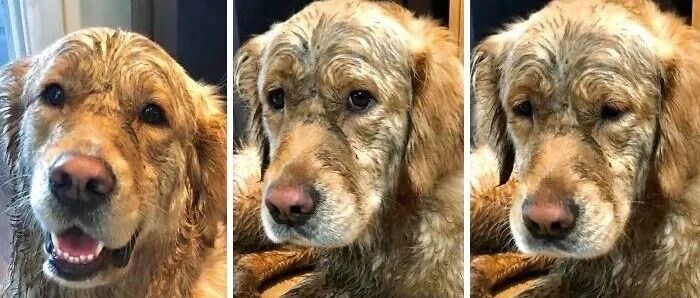 狗狗真的会内疚吗？被这些狗子给气笑了！