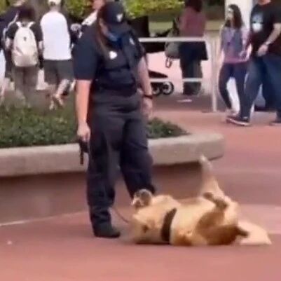 大金毛工作犬上班期间公然罢工撒娇...太可爱了吧哈哈哈哈哈哈！