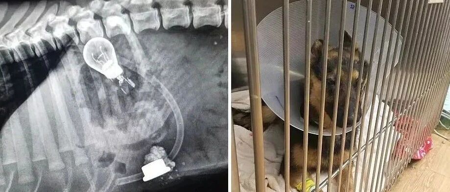 “请问狗子的肚子是百宝箱吗？怎么里面什么都有！”