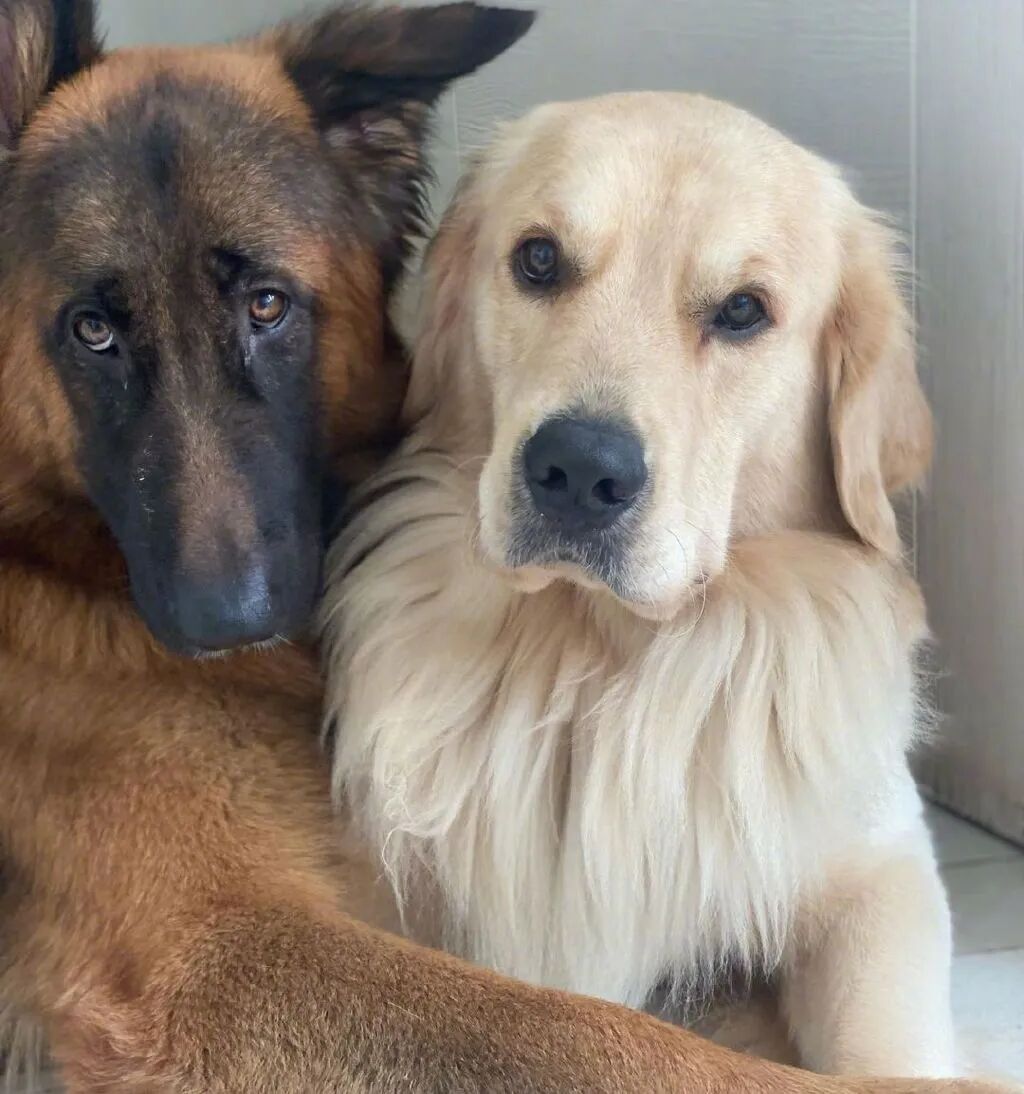 同时养了德牧和金毛,结果它俩灵魂互换了?-友友
