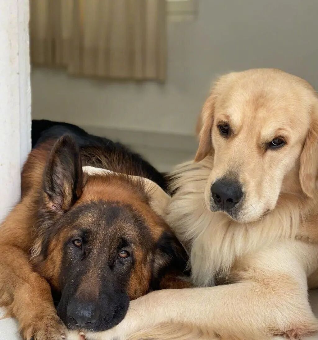 同时养了德牧和金毛,结果它俩灵魂互换了?-友友