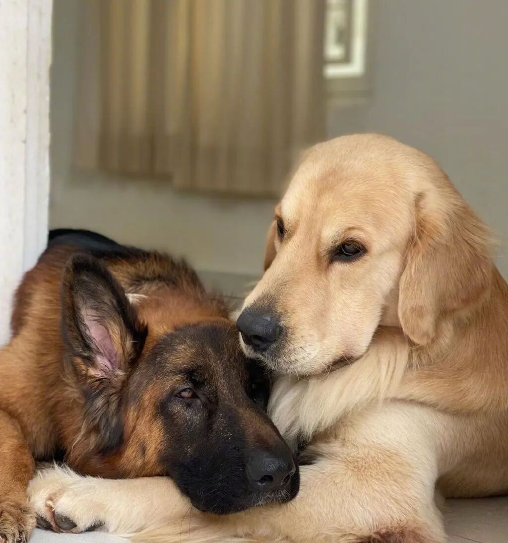 同时养了德牧和金毛,结果它俩灵魂互换了?-友友