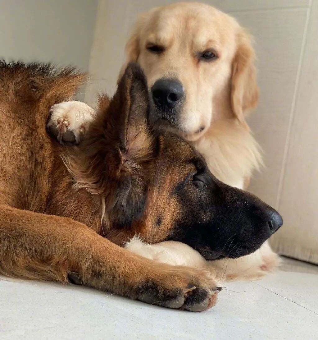 同时养了德牧和金毛,结果它俩灵魂互换了?-友友