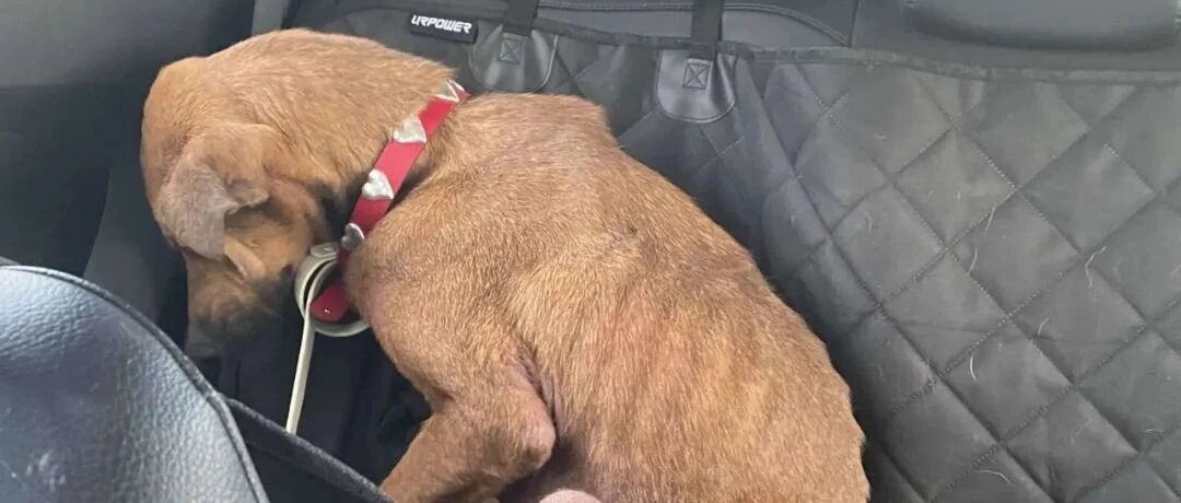 狗狗因为太害怕人类，被安排于两天后安乐死，幸好她出现了...