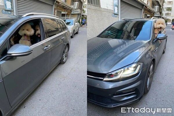 网友下车买早饭，回来发现驾驶座被狗子篡位了...