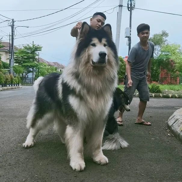 聽說阿拉斯加有狗中花美男之稱，可養了之後才發現... 寵物 第3張