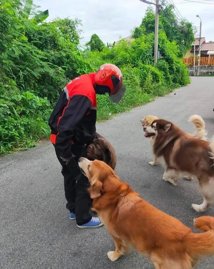 紐芬蘭金毛和阿拉組了個路霸小團夥，只要有人路過就立馬... 寵物 第2張