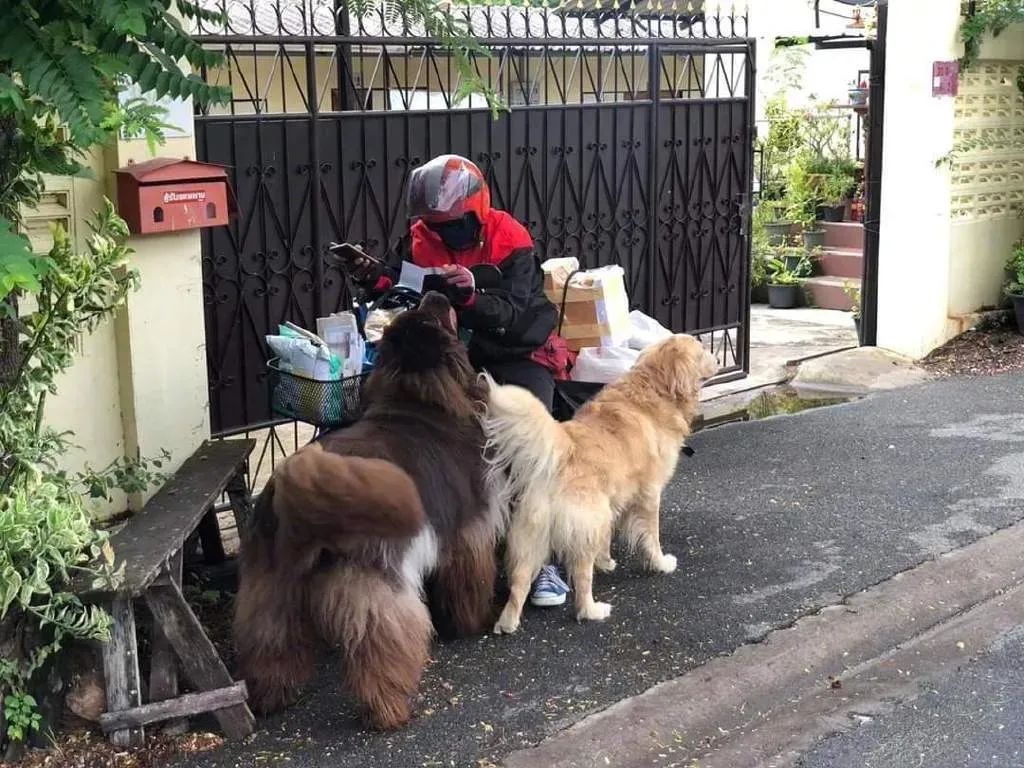 紐芬蘭金毛和阿拉組了個路霸小團夥，只要有人路過就立馬... 寵物 第8張