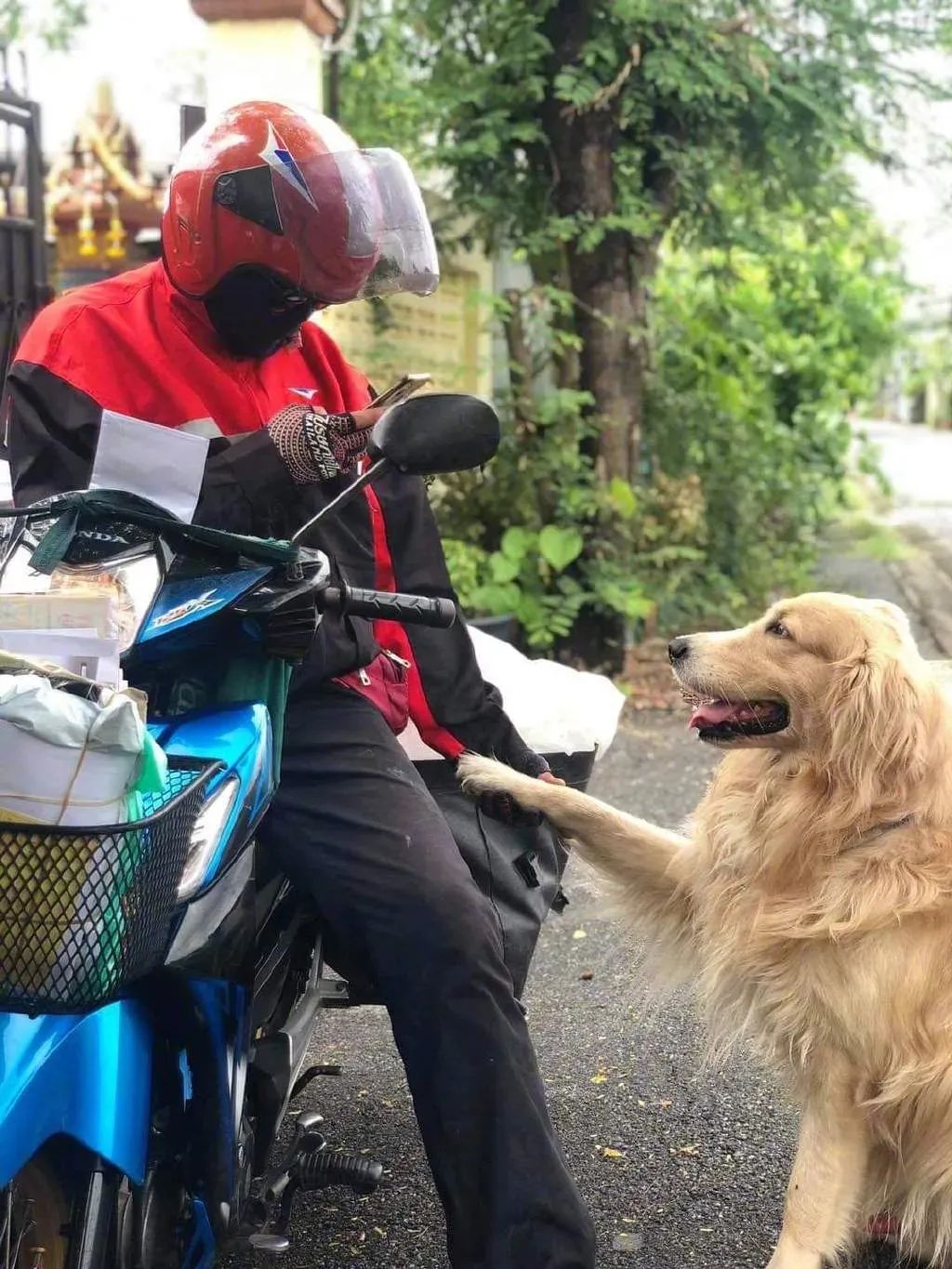 紐芬蘭金毛和阿拉組了個路霸小團夥，只要有人路過就立馬... 寵物 第11張