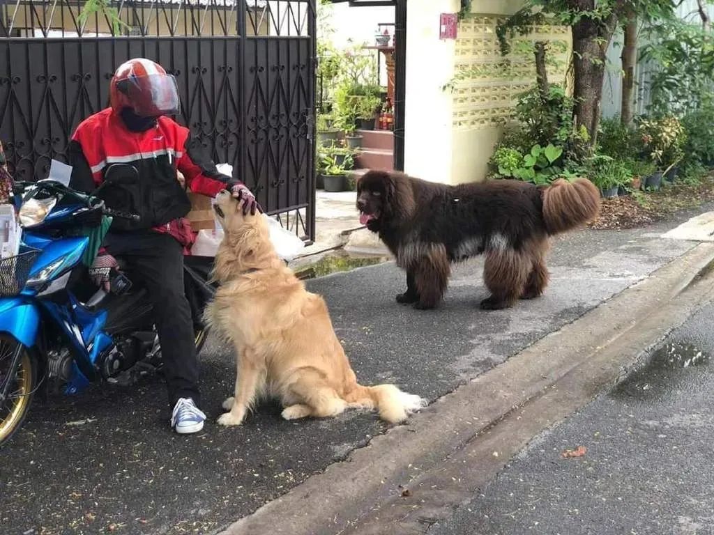 紐芬蘭金毛和阿拉組了個路霸小團夥，只要有人路過就立馬... 寵物 第7張