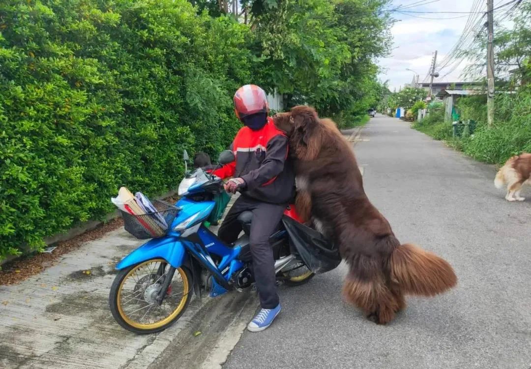 紐芬蘭金毛和阿拉組了個路霸小團夥，只要有人路過就立馬... 寵物 第5張