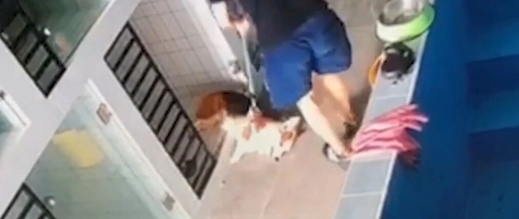 柯基寄养期间被告知心脏病猝死，铲屎官查看监控当场气炸！