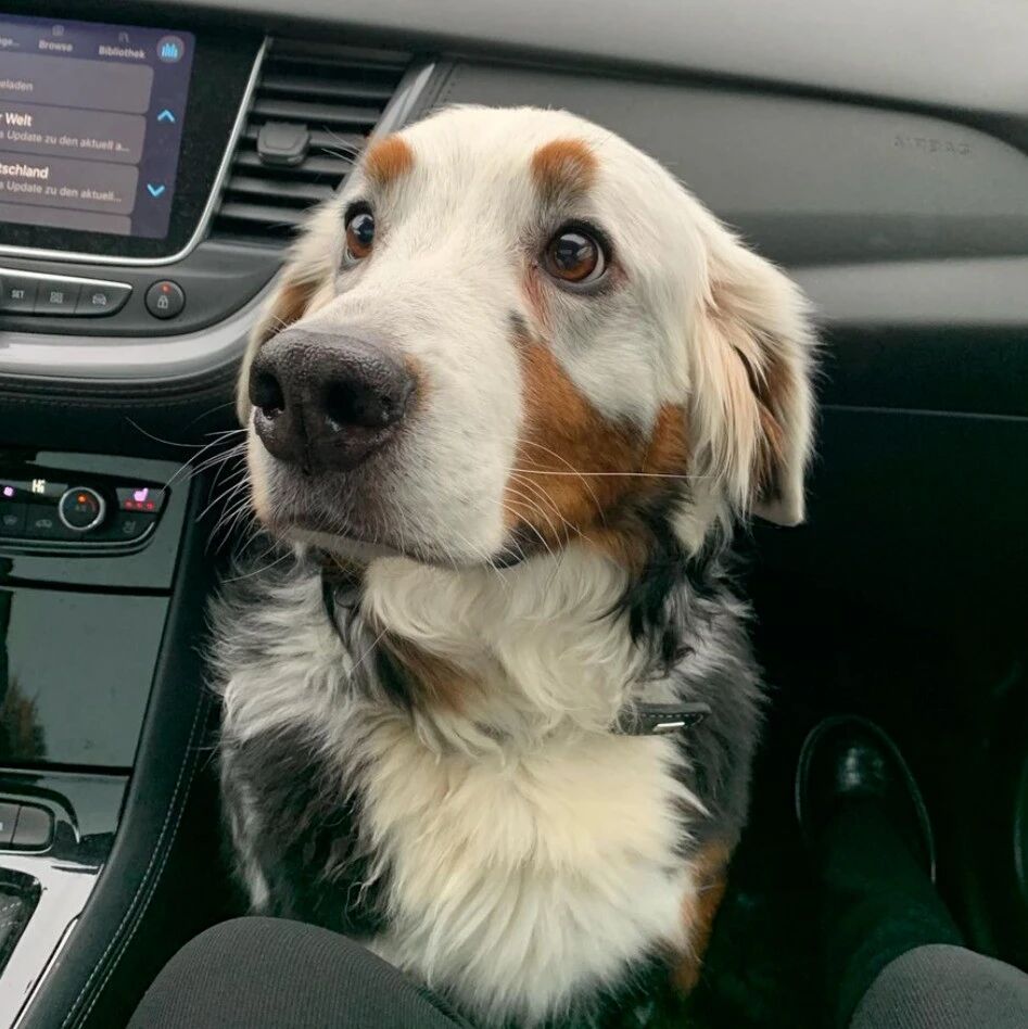 养了个帅气的伯恩山，可它突然就白了头?!