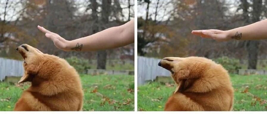 傲娇狗子拒绝摸摸，居然仰头180度，网友惊了：既诡异又搞笑！