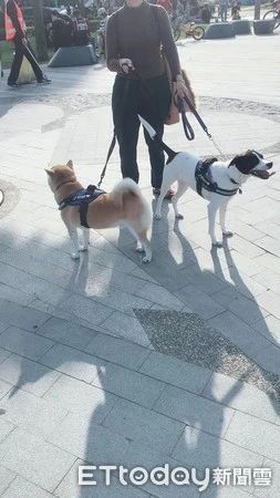 遛狗遇小姑娘惊叫“我怕狗”，而母亲的教育真的