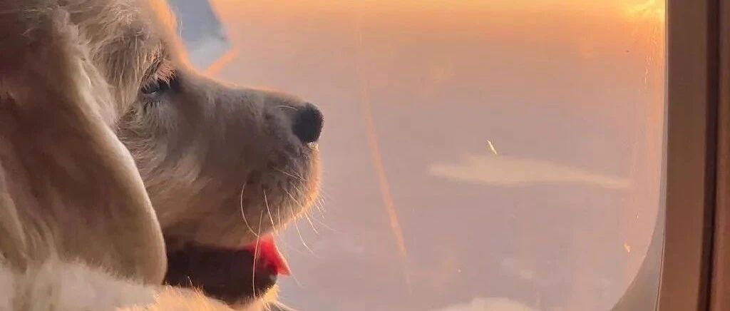 带狗子坐了趟飞机，结果狗秃了...哈哈哈哈哈这也太热情了！
