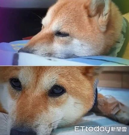 五岁爱犬因肝癌去世，109天后养了新狗宝，看到胎记后泪奔！
