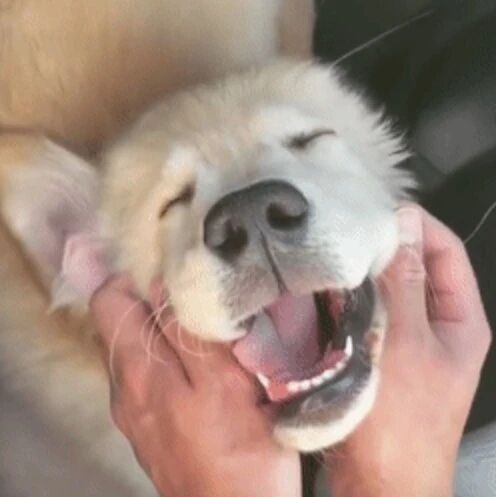 当你养了一只小金毛后会发生的事...